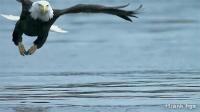 Soaring Like an Eagle: Rising Above Toxic Environments and People